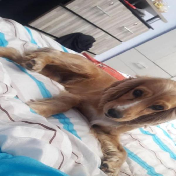 Venta de cachorro cocker spaniel machito