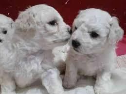 bichon frise hembritas y machitos cachorritos
