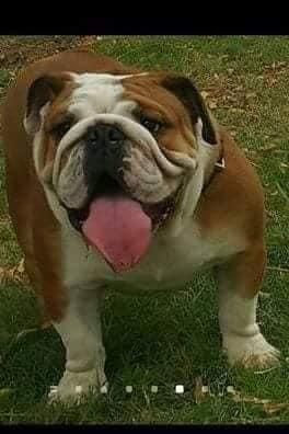 cachorros bulldog ingles