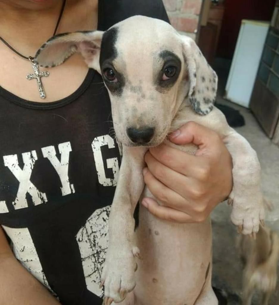 Cachorra 3 Meses en Adopcion
