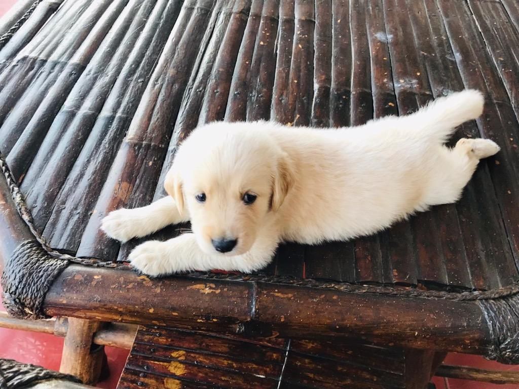 Cachorra Golden Retriever