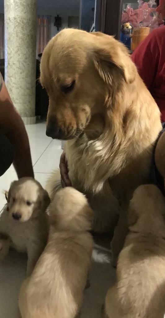 Cachorros Golden