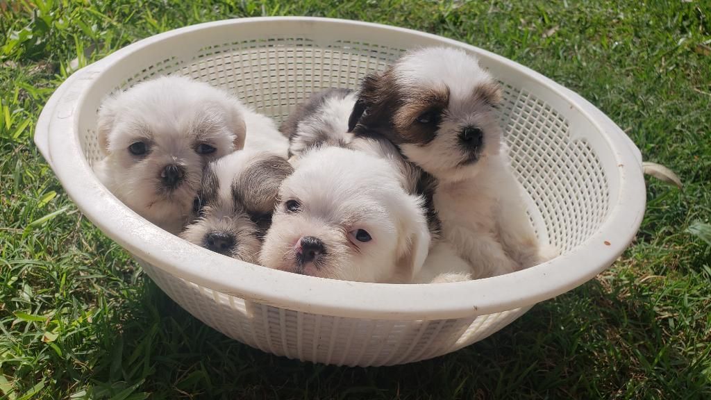 Cachorros Shih Tzu