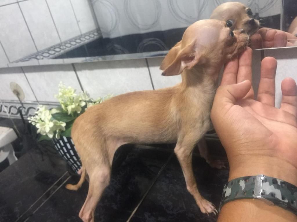 Chihuahua Toy hembra