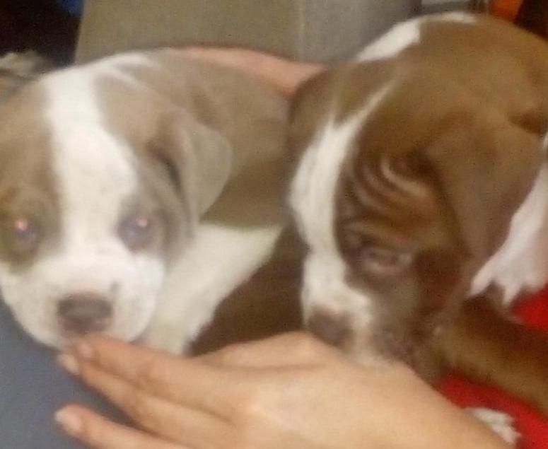 Hermosos cachorros Pitbull buscan Hogar
