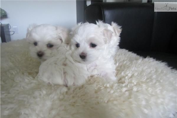 LINDOS BICHON MALTES ENANITOS VENDO PELUDISIMOS