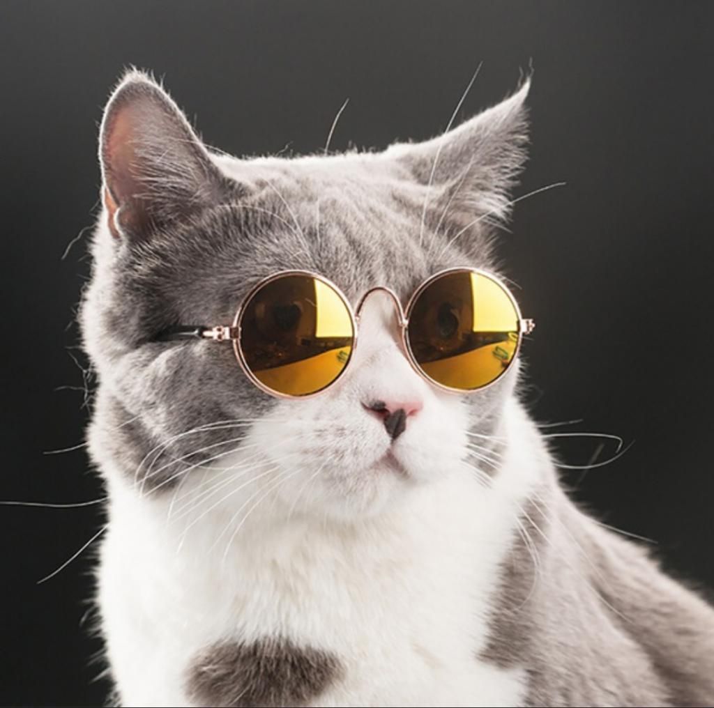 Lentes Y Bufanda para Gato