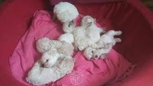 POODLE CREMAS Y CHAMPGNE MACHO HENBRA