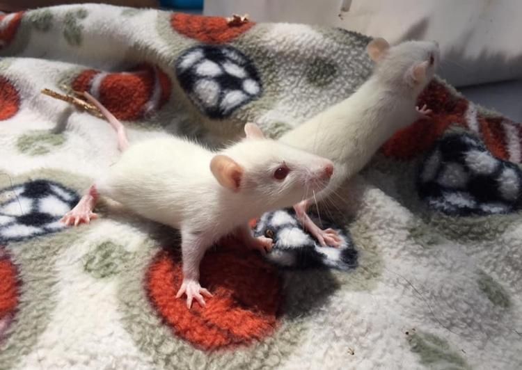 Ratas y ratones de laboratorio