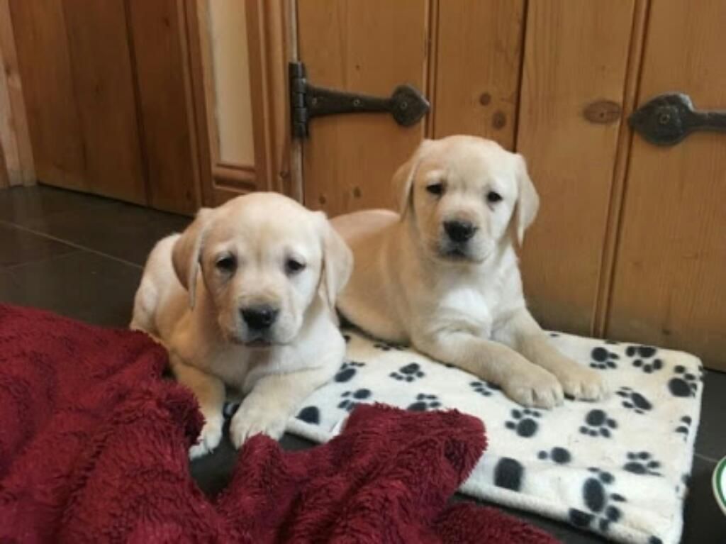 Venta de Cachorros Labradores