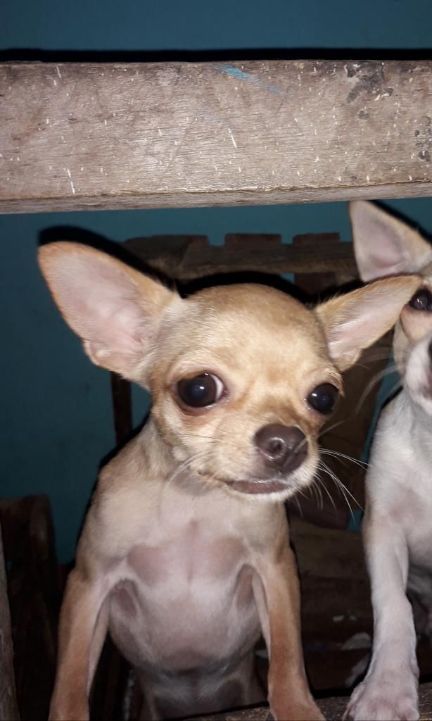 Venta de Chihuahuas