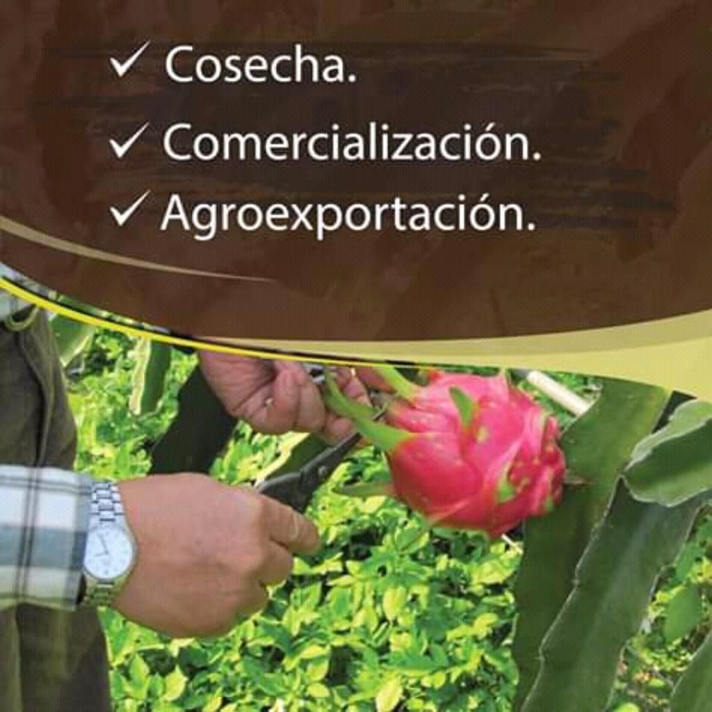 Vendo Plantas de Pitaya con Pulpa Rosada