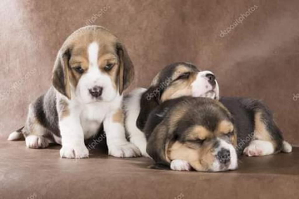 Beagle Lindoos