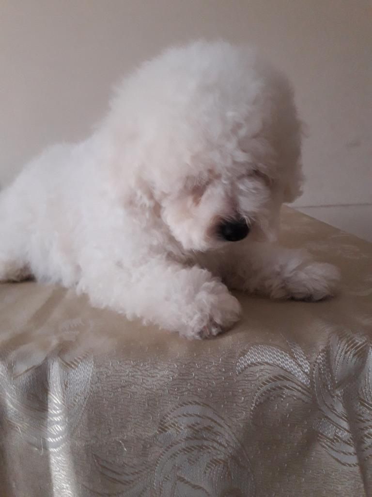 Bichon Frise Cachorros