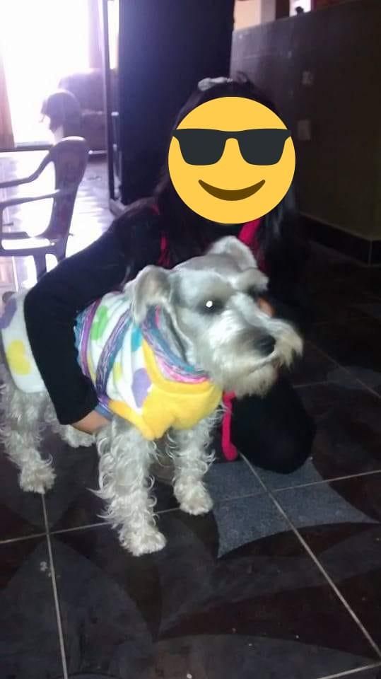 CACHORRITOS SCHNAUZER