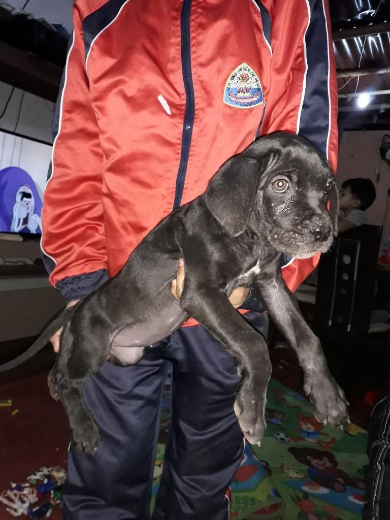 Cachorra Fila Brasilero de 2 Meses Hembr