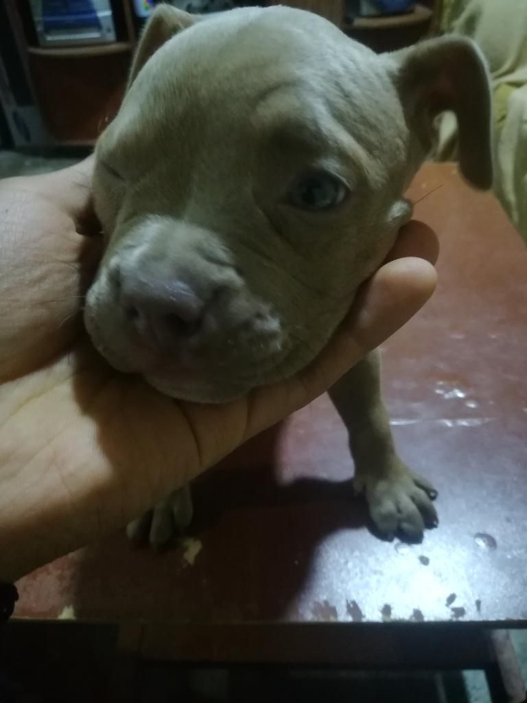 Cachorras American Bully Standar