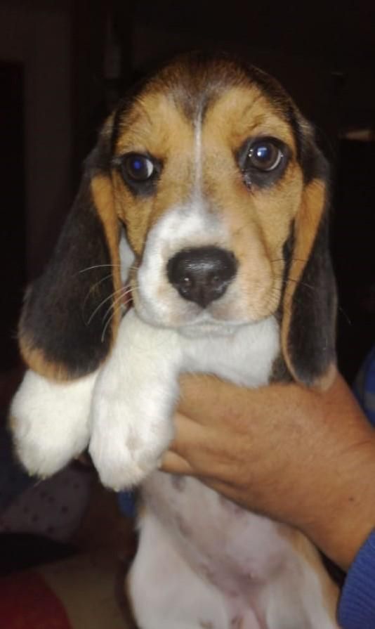 Cachorras Beagle Tricolor