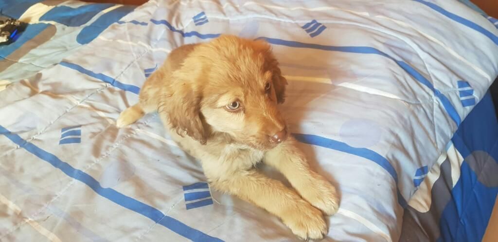 Cachorro Macho en Adopcion