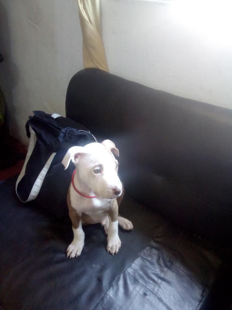 Cachorro Pitbull Silver, Lima