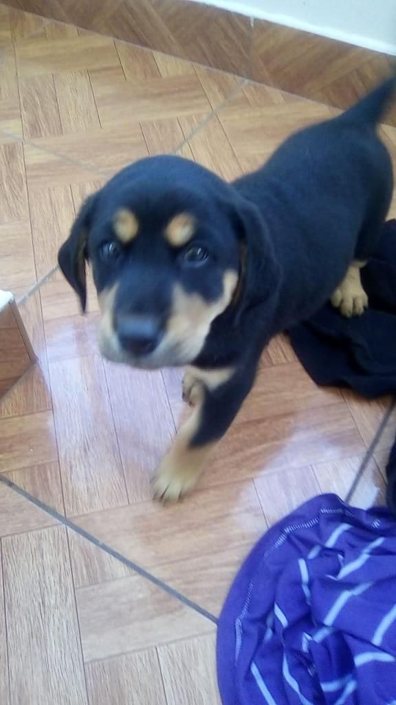 Cachorro rottweiler 1 mes y 20 das