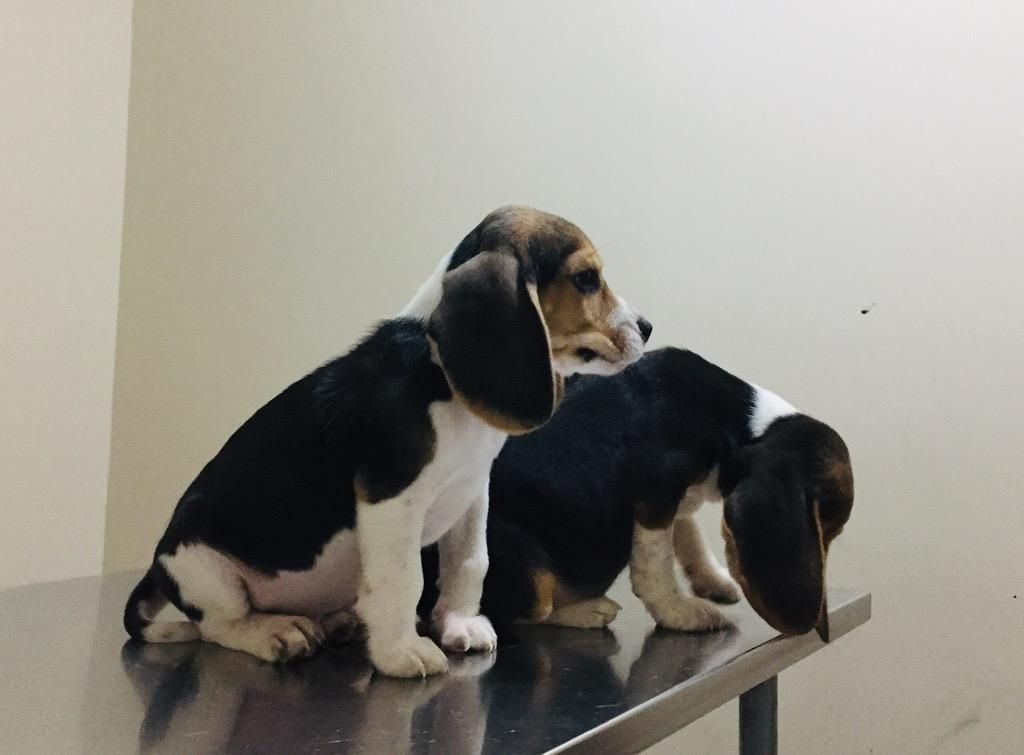 Cachorros Beagles