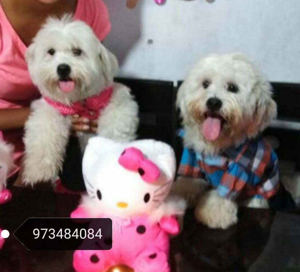 Cachorros Bichon Maltes