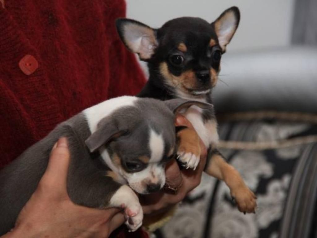 Cachorros Chihuahua Toy Lindos