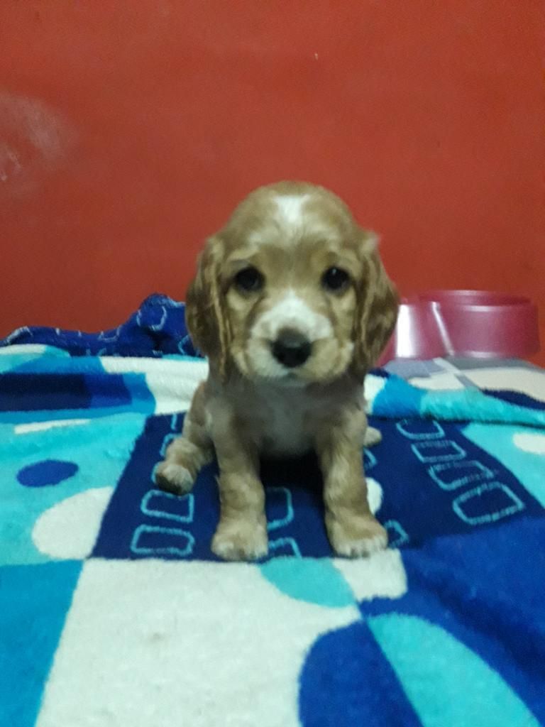 Cachorros Cocker