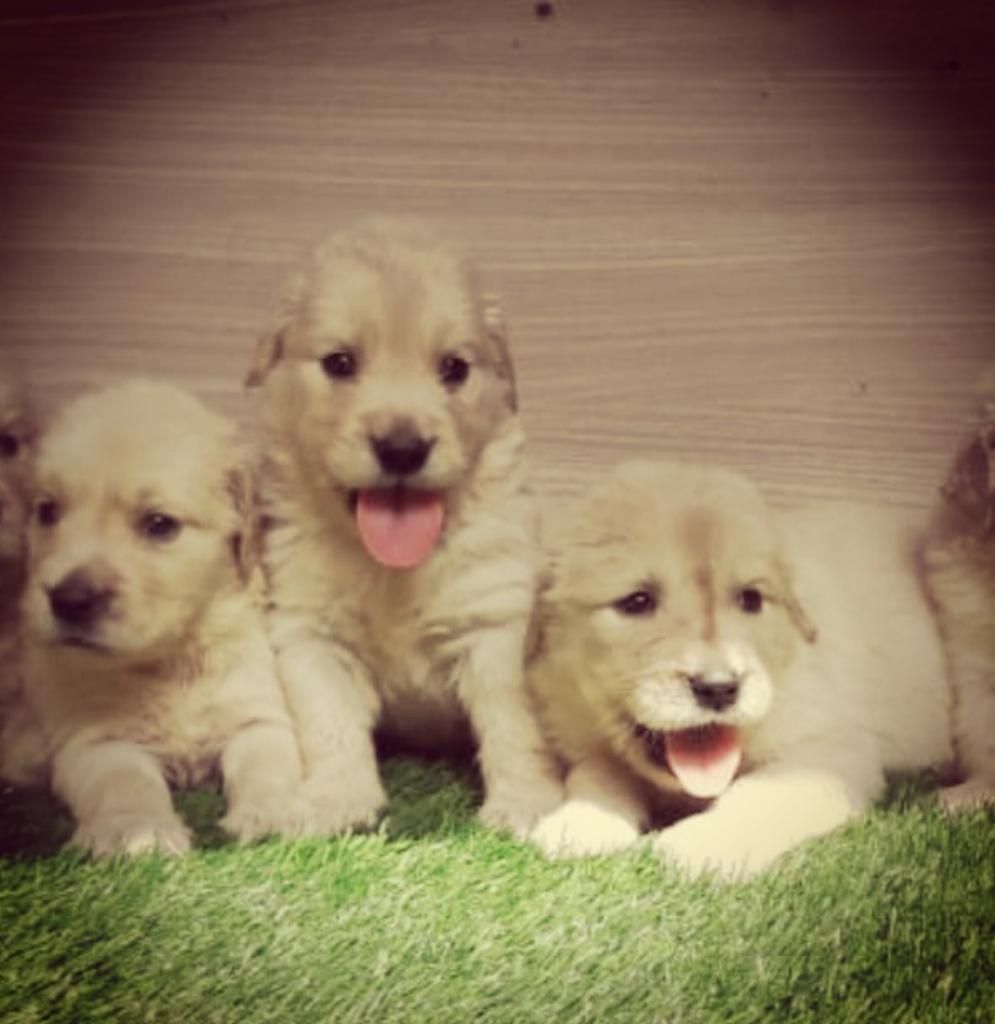 Cachorros Golden