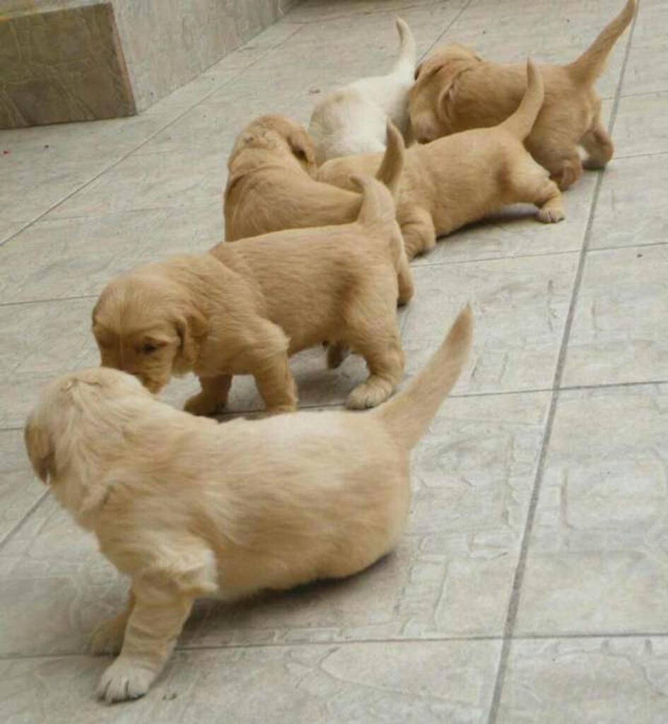 Cachorros Golden Retrievers
