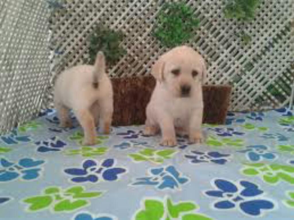 Cachorros Labradores Retrievers