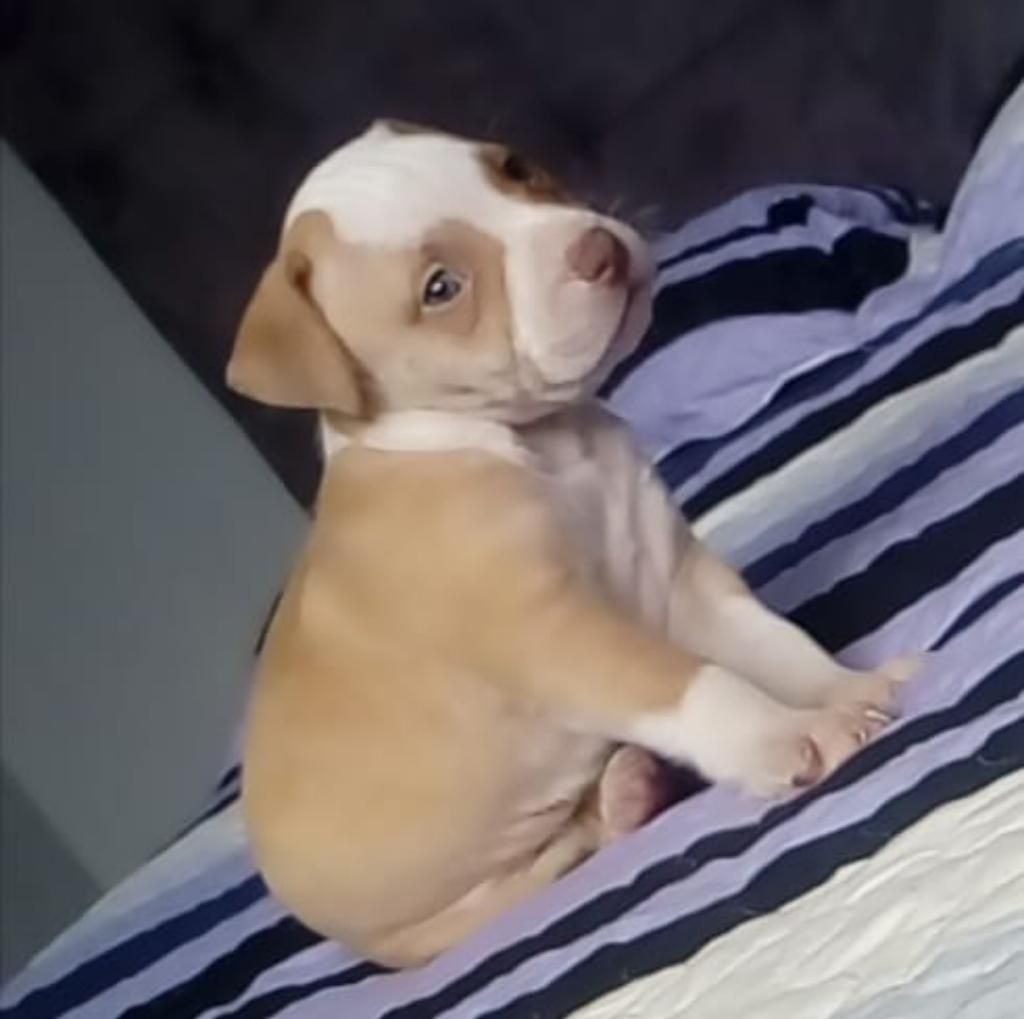 Cachorros Pitbull