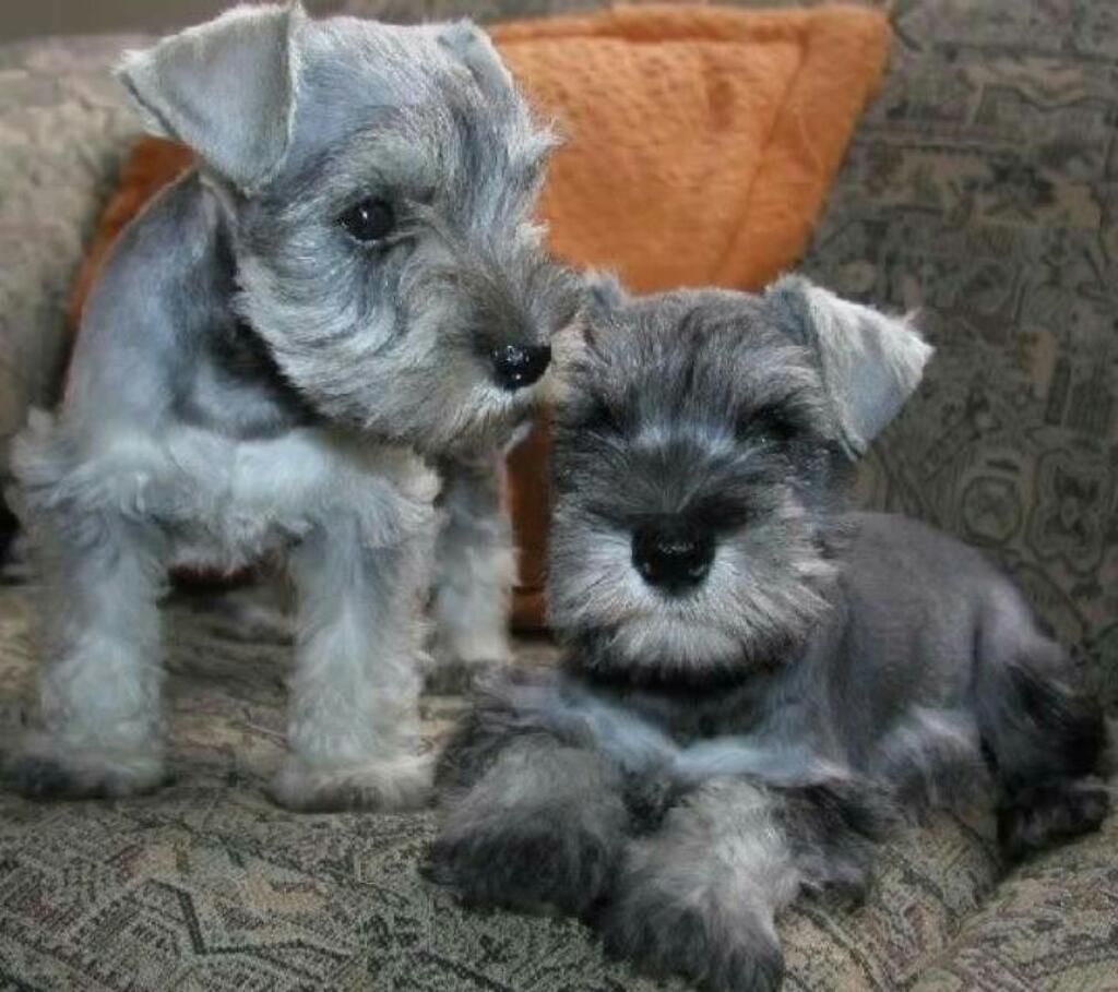 Cachorros Schnauzer Toy