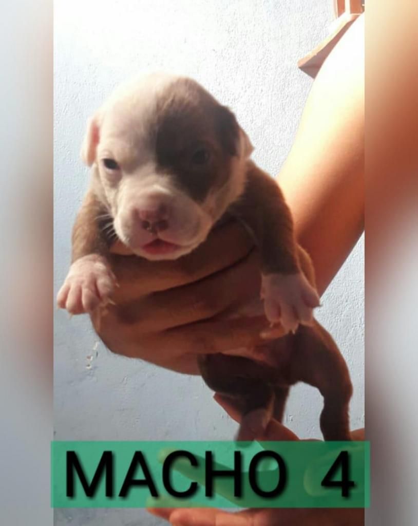 Cachorros pitbull RED NOSE