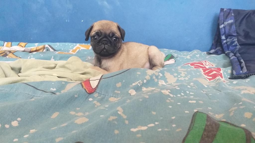 Cachorros pug