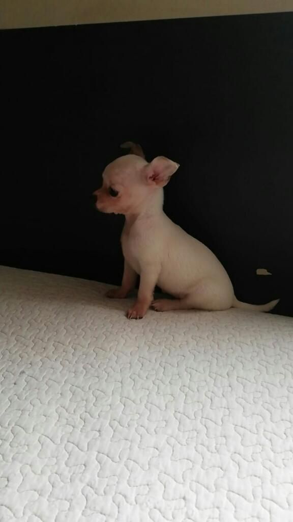 Chihuahua Minitoy Blanca Hembra