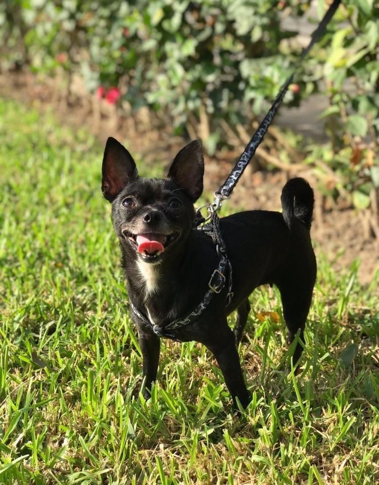 Chihuahua Negro