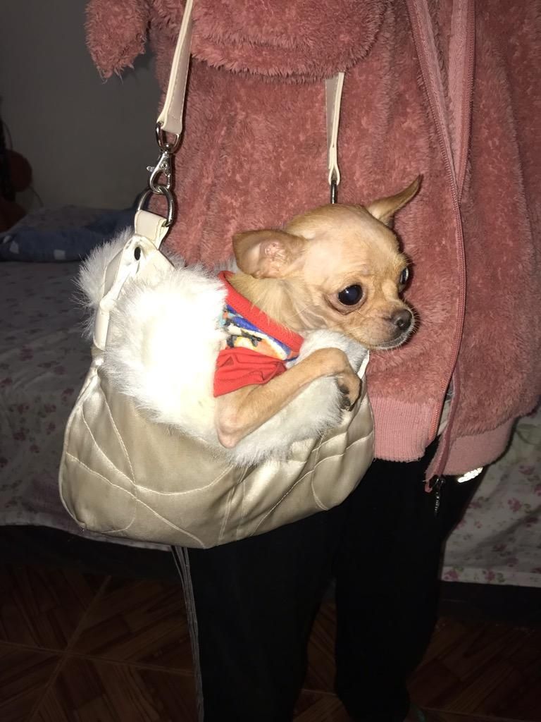 Chihuahua de Cartera
