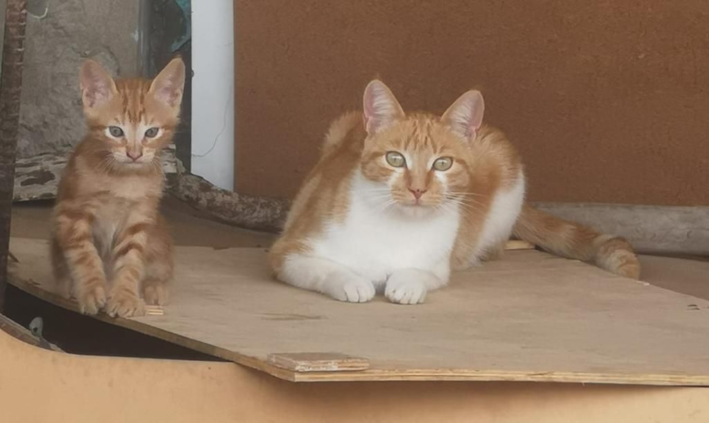 Conejitos Y Gatitos en Adopción