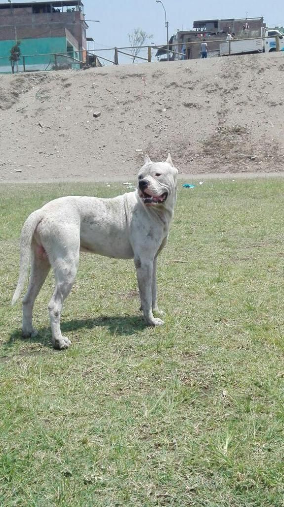 Doy en adopcion Dogo Argentino 