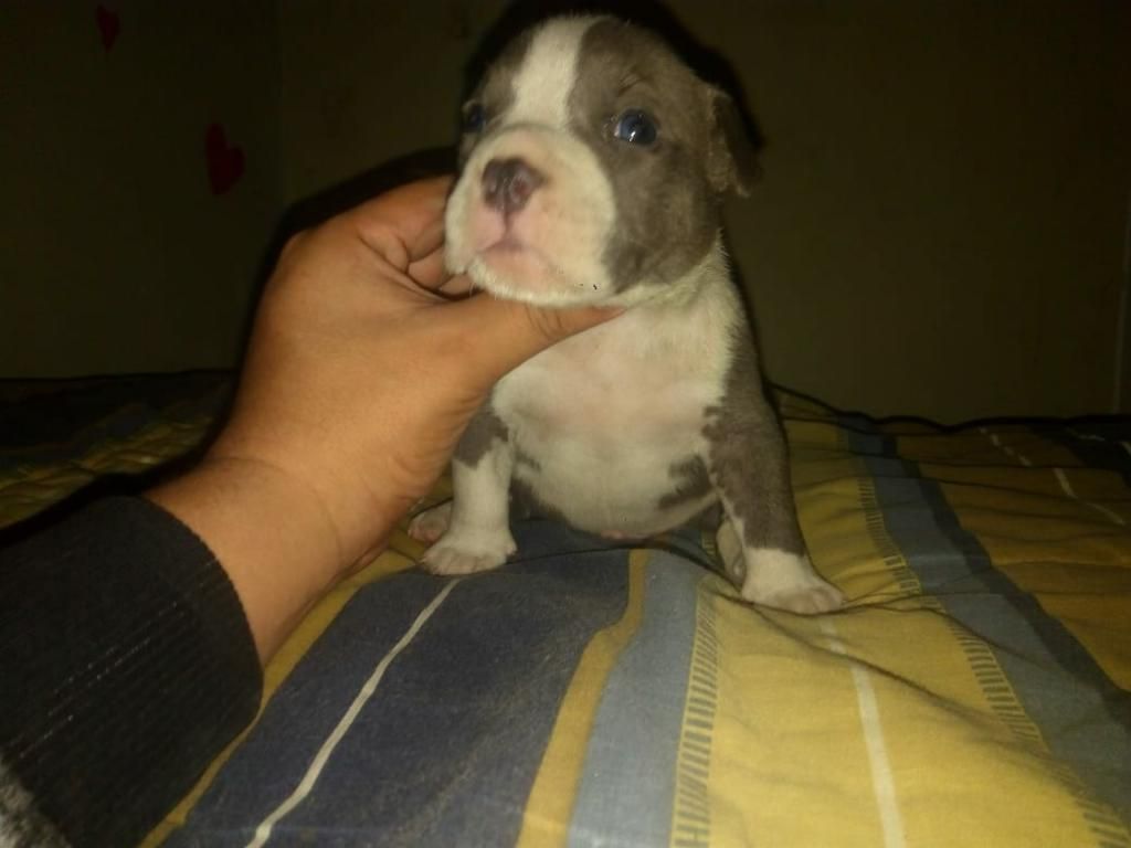 Exotic Bully