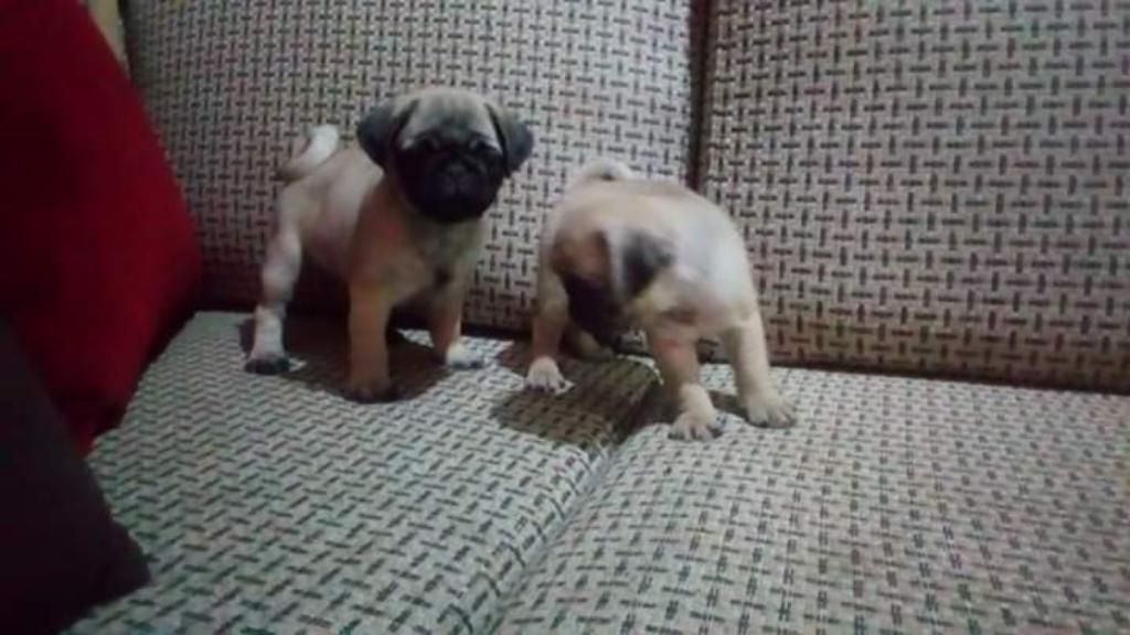 Fabulosos Cachorros Pug Carlinos