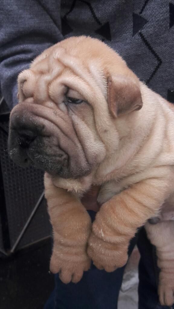 Full Arrugas Cachorros Sharpei