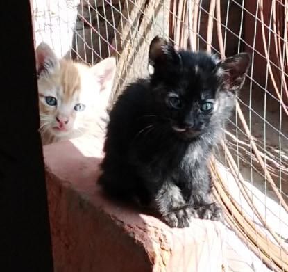 GATITAS EN ADOPCION