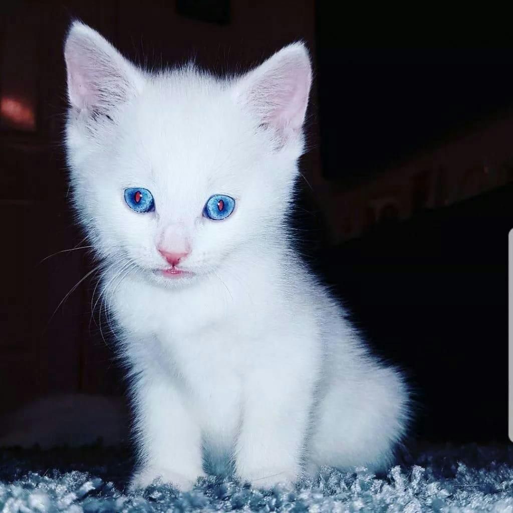 Gato Angora Peluditos