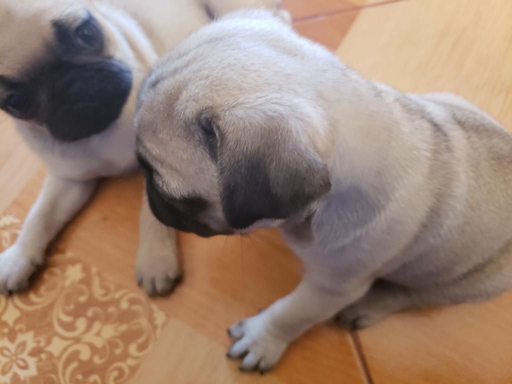 Hermosas Pug Carlino