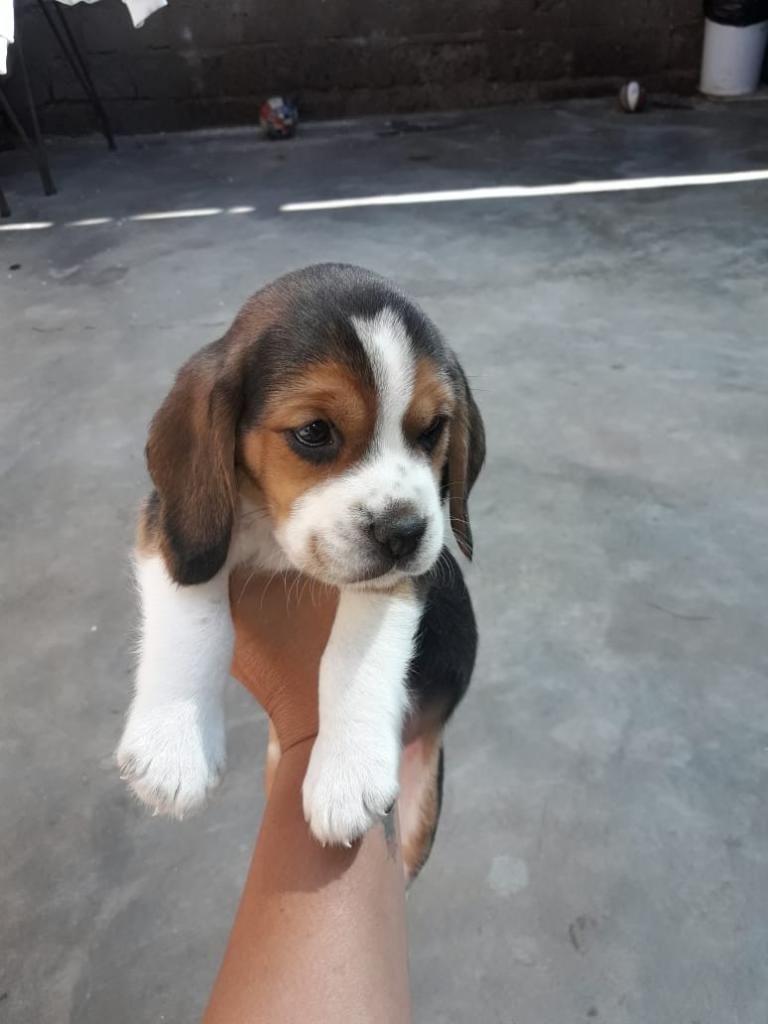 Hermoso Cachorro Beagle Tricolor