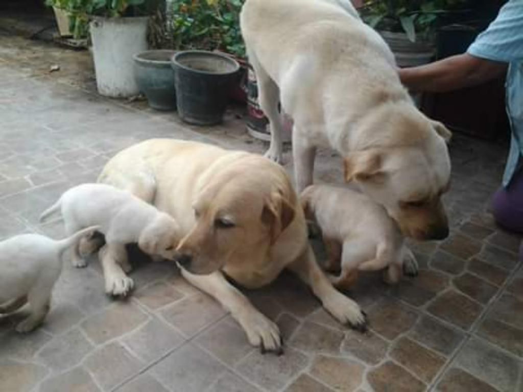 Labradores Boniitos