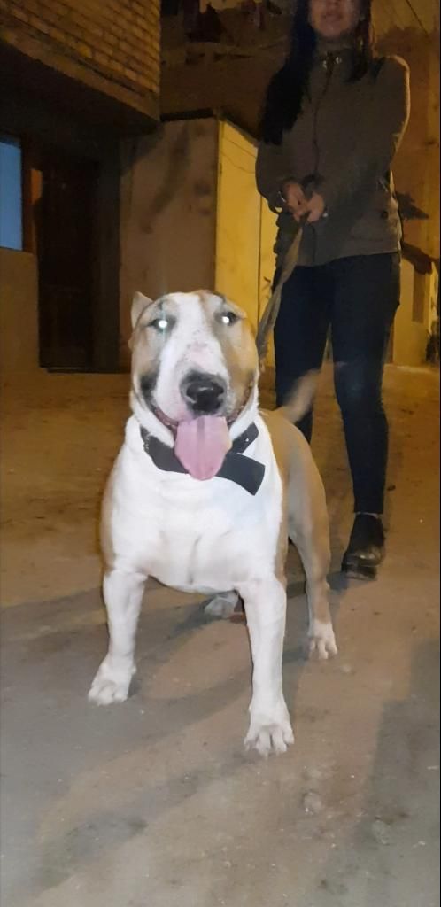 Monta Bull Terrier Aleoando